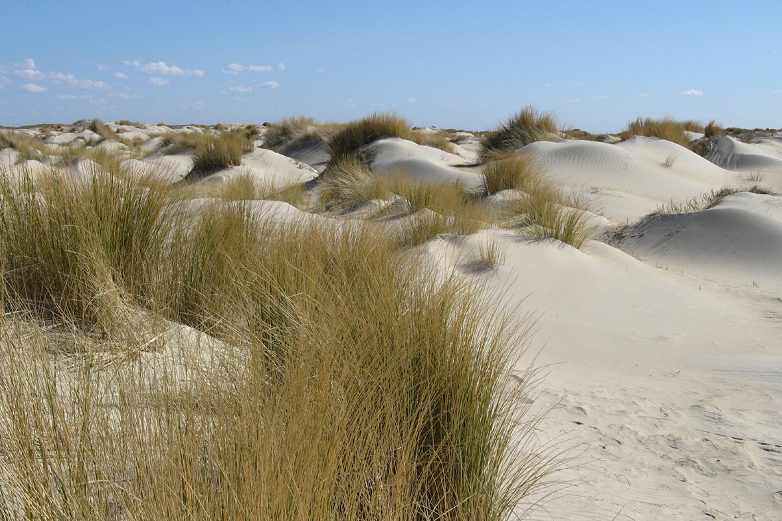 National parc Dunes of Texel The Hors