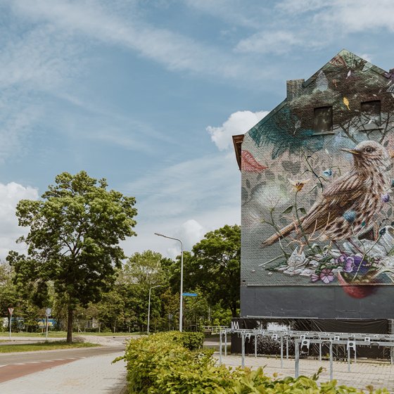 Maastricht mural song thrush