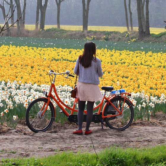 Bollenveld Loosterweg Zuid