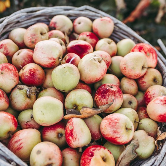 Basket with apples Oldenzijl Groningen