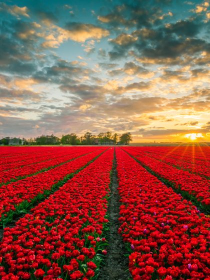 Red tulip field in Flevoland