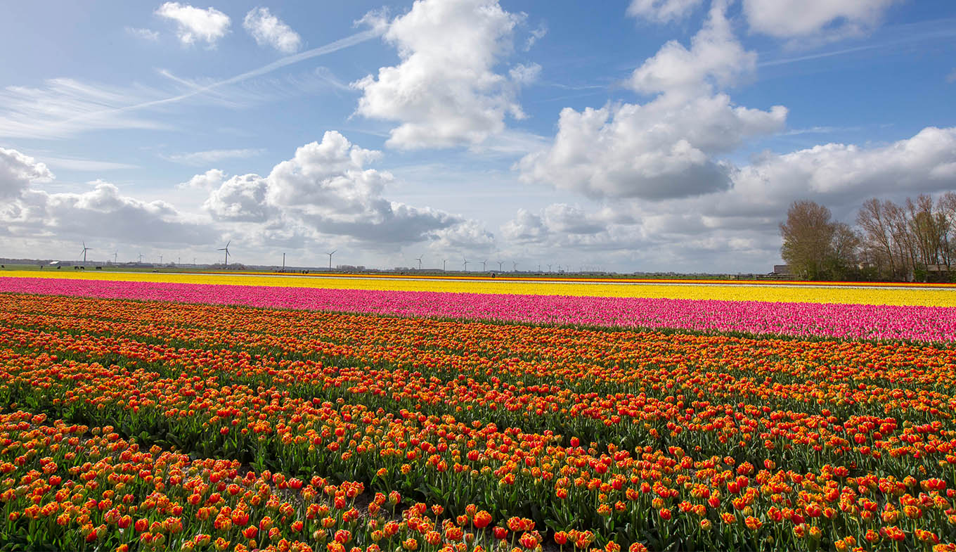 Flower fields - The most colorful fields in Holland ...
