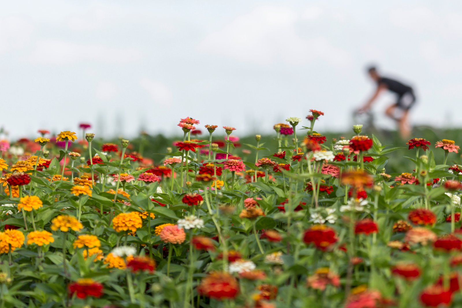 Cyclist passes a field of flowers in South Limburg