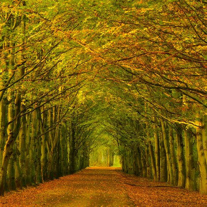 Trees form a tunnel in autumn colours 