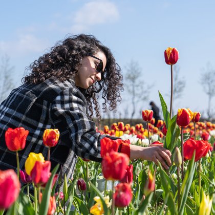 Lady in Picking Garden picks tulips at pick-your-own garden Bakkum