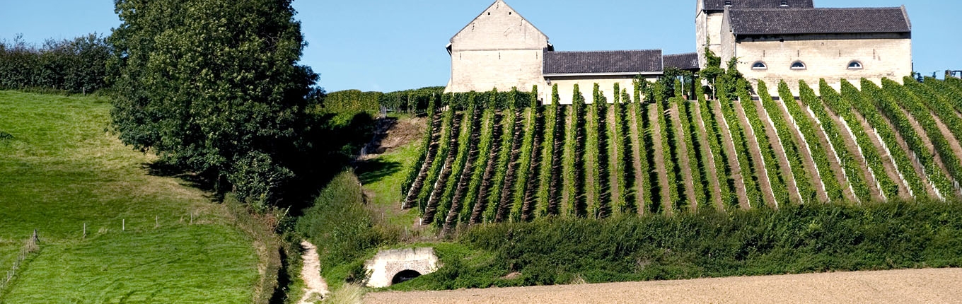 Vineyard Apostelhoeve Vineyard Apostelhoeve