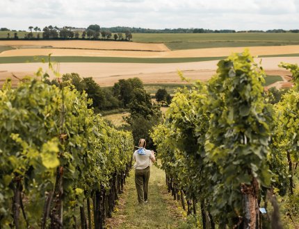 Lady walks through vineyard in Zuid Limburg Lady walks through vineyard in Zuid Limburg