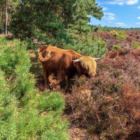 Molenhoek Mookerheide, Heumense Schans 