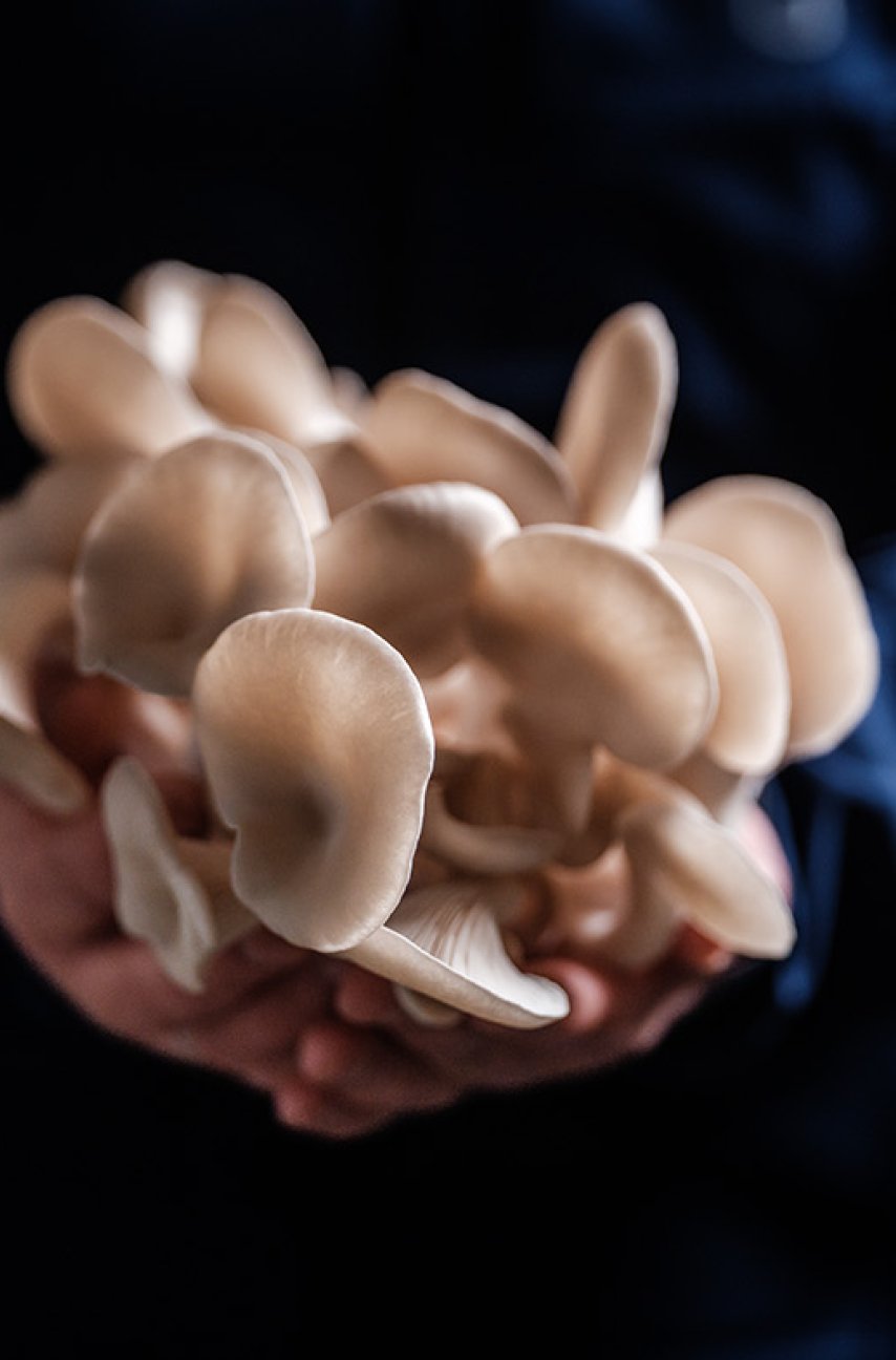 Handfuls of sustainable oyster mushrooms at Zwamburg Limburg