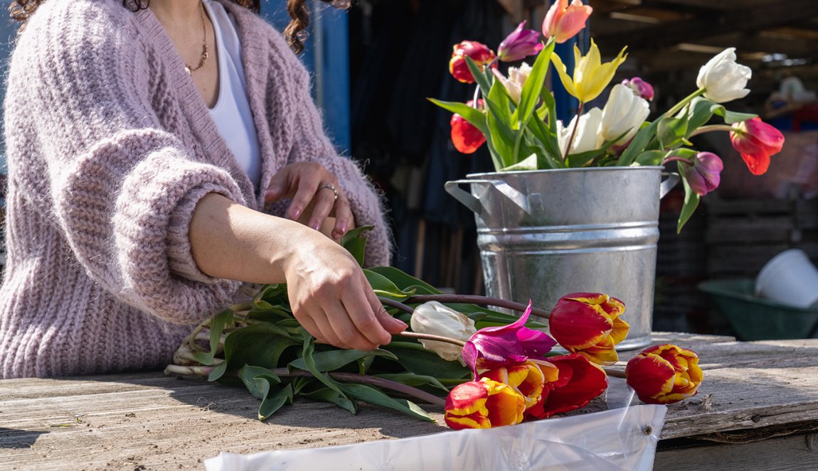 Lady in picking garden puts picked tulips in bucket