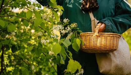 Wild picking in Drenthe