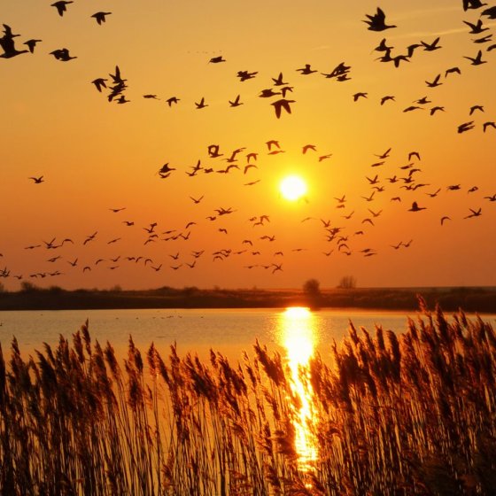 North Holland setting sun and geese in the sky