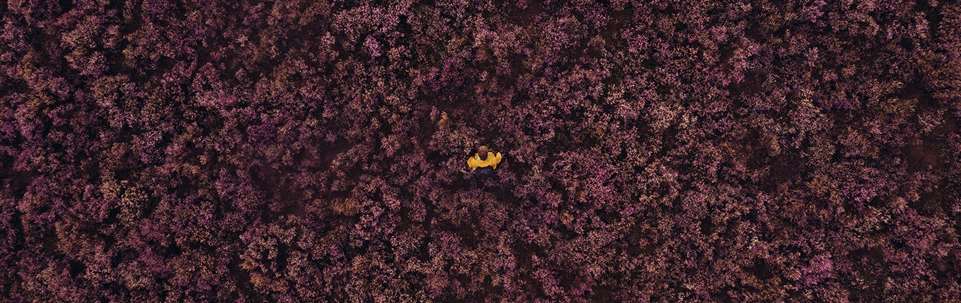 Drone photo moors in Drenthe with person in yellow jacket Drone photo moors in Drenthe with person in yellow jacket