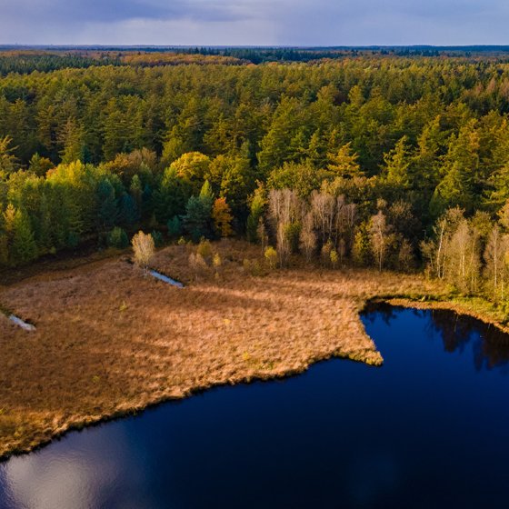 Colorful autumn trees at national park Drentsche Aa