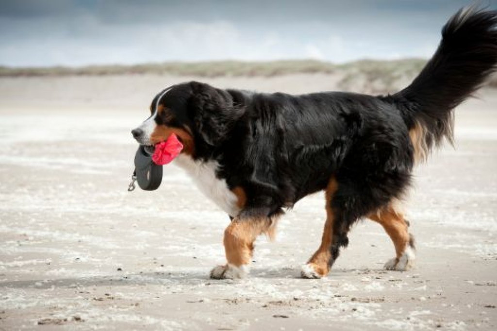 Urlaub mit dem Hund bei Landal GreenParks