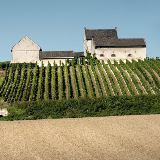 Vineyard Apostelhoeve
