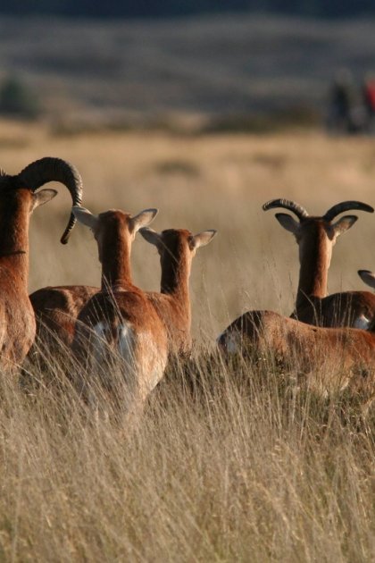 Animals on the Hoge Veluwe