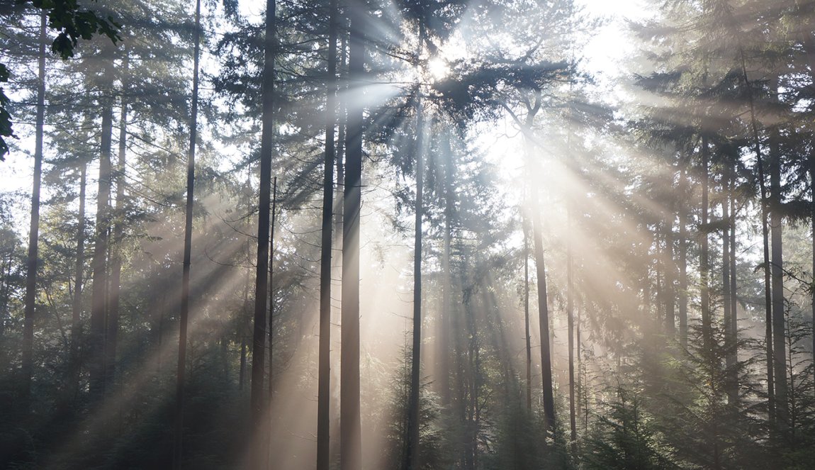 Daybreak at the Veluwe