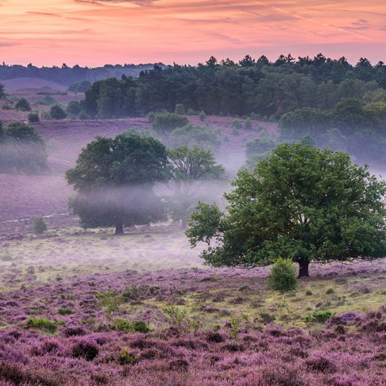 Veluwezoom National Park purple heath with fog