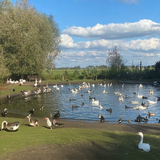 Geese enjoy in open meadow at Akka's Ganzenparadijs in Dalen
