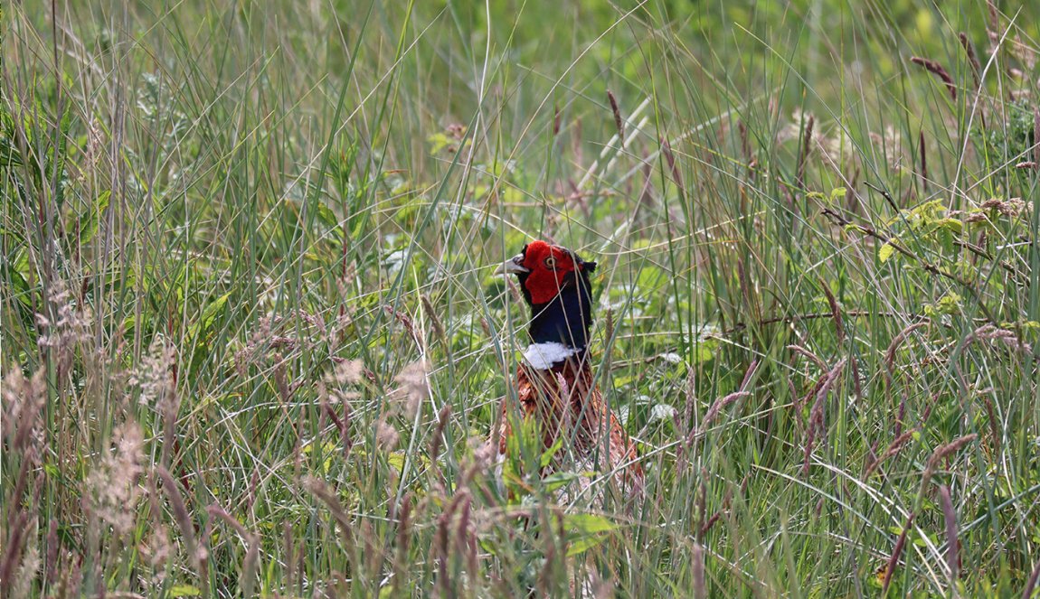 Wild bird in grass in Ameland