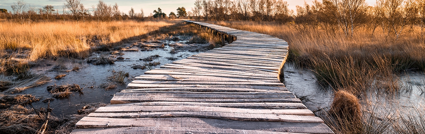 Wooden pathway in National Park 'de Groote Peel' Wooden pathway in National Park 'de Groote Peel'