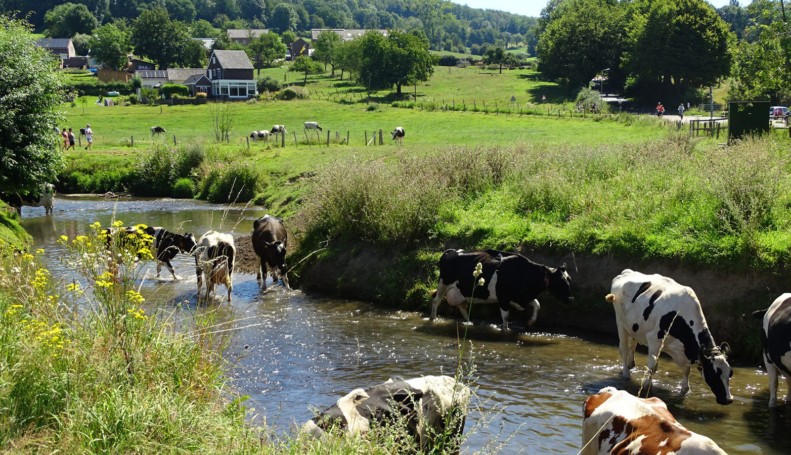 Cows in greek