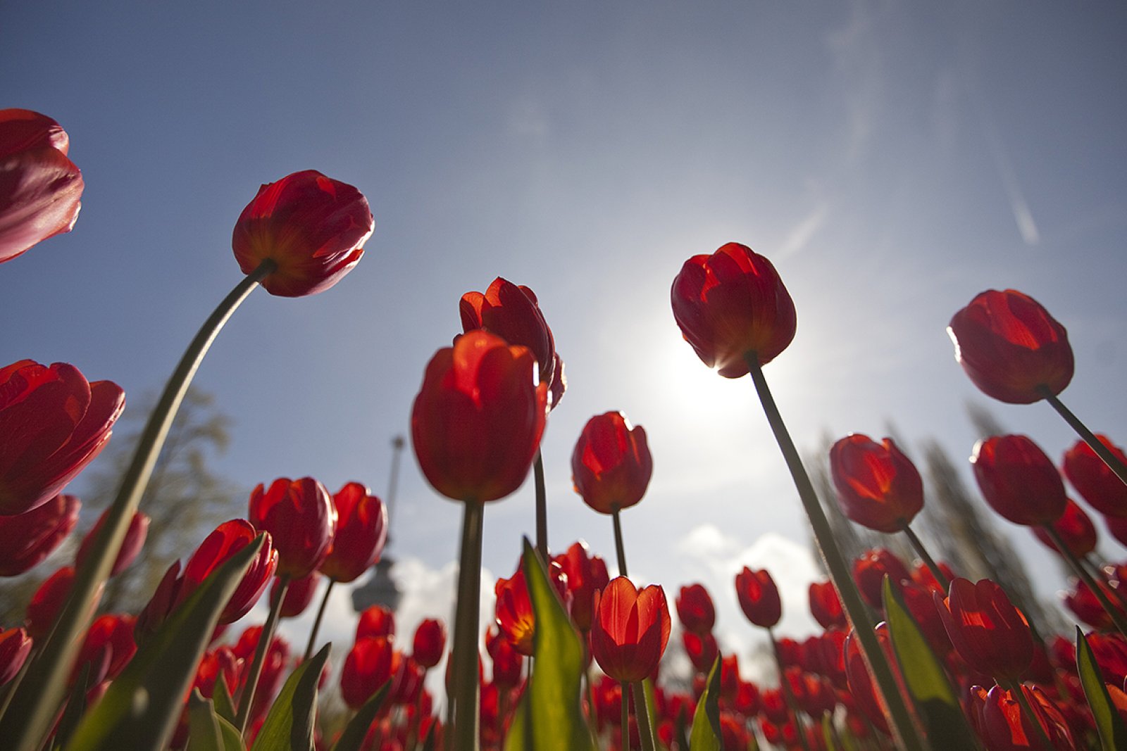 Red tulips seen from below 