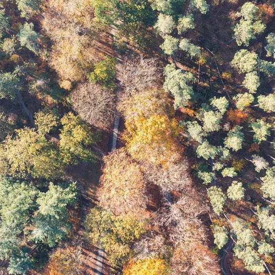 Drone pictures of the Zeisterbos forest in autumn of Nationalpark Utrechtse Heuvelrug