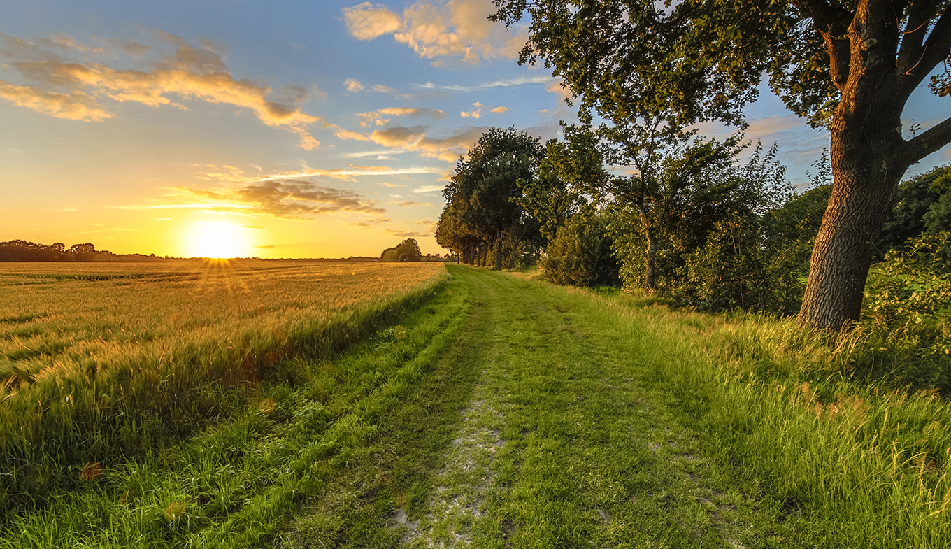 Dutch landscape with wheat field during sunrise Dutch landscape with wheat field during sunrise