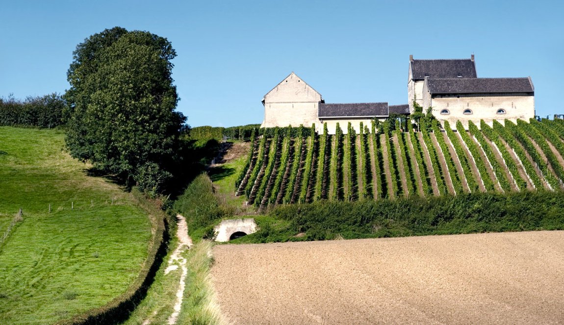 Vineyard Apostelhoeve Vineyard Apostelhoeve