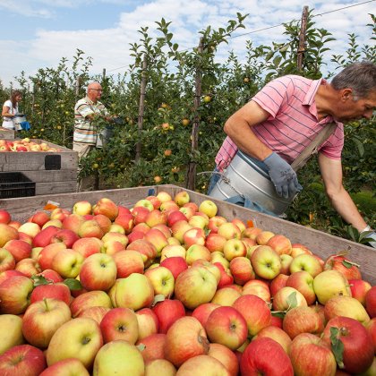 Fruit growers pick apples Zeeland 