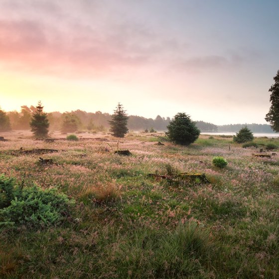 Heath National Park Dwingelderveld