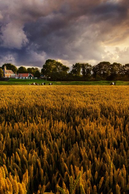 Grain fields with cows in Schokland