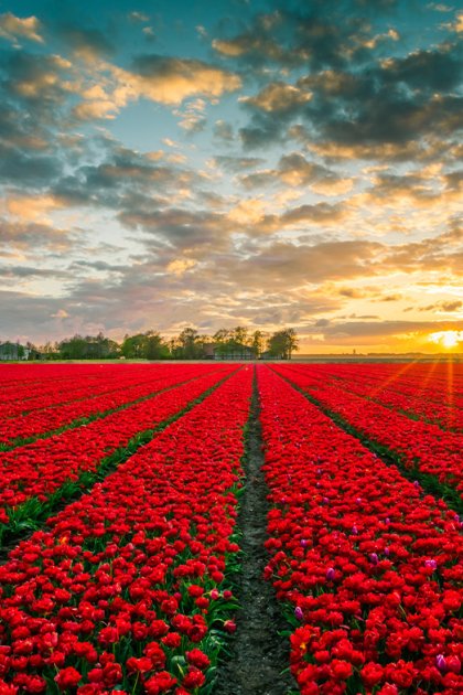 Red tulip field in Flevoland