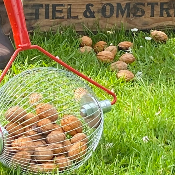  Walnuts from Gelderland