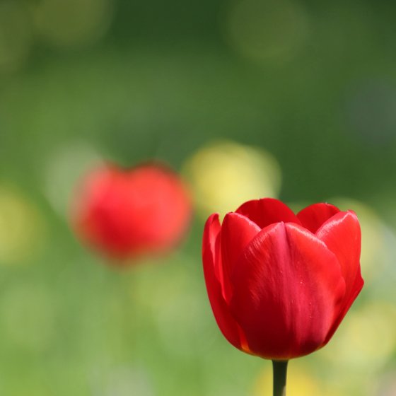 Two red tulips