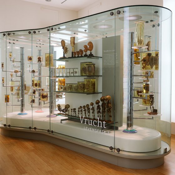 New Dutch Health Anatomical Museum Leiden interior