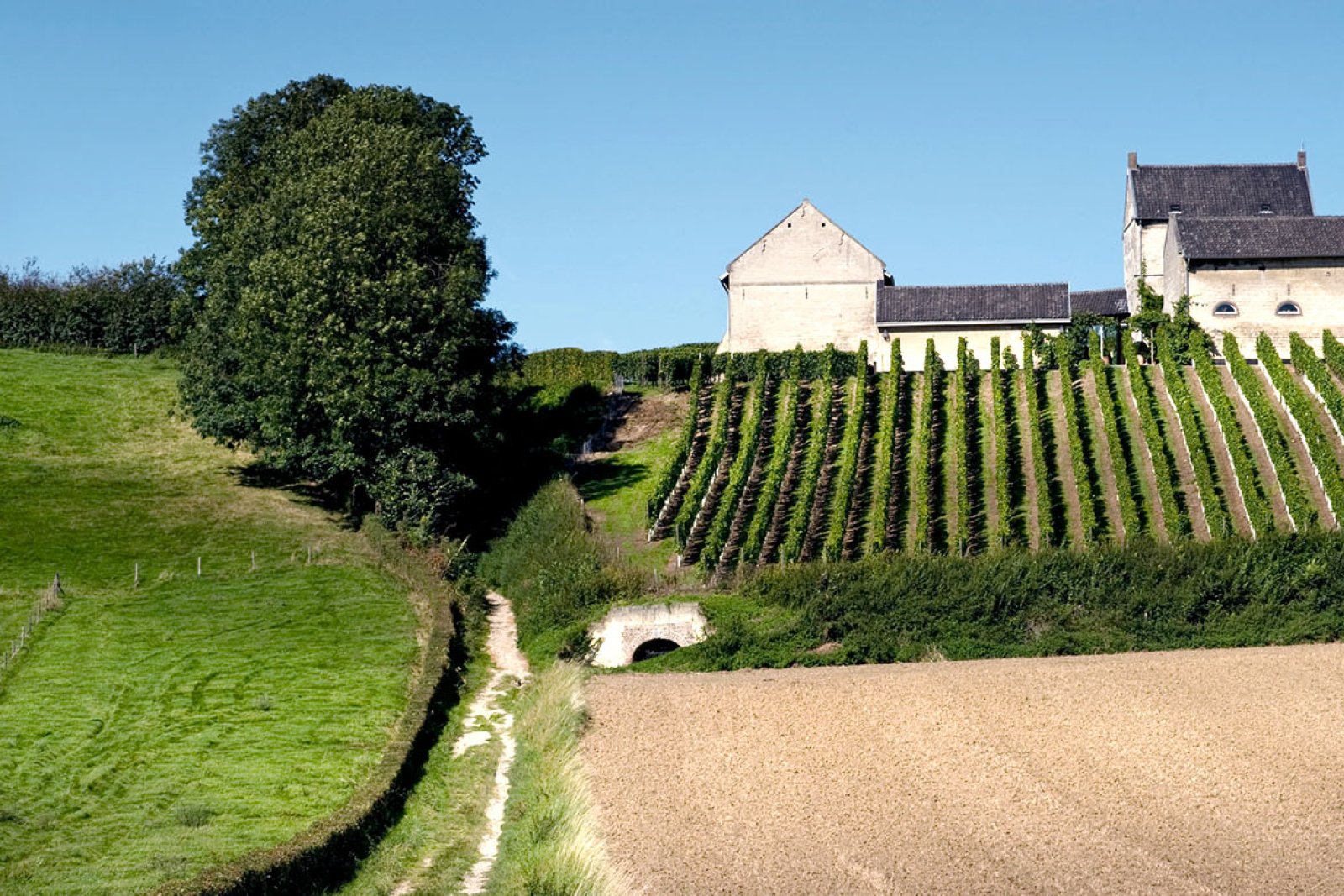 Vineyard Apostelhoeve