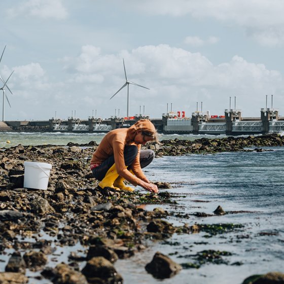 Woman collects seaweed with the Delta Works and windmills in the background