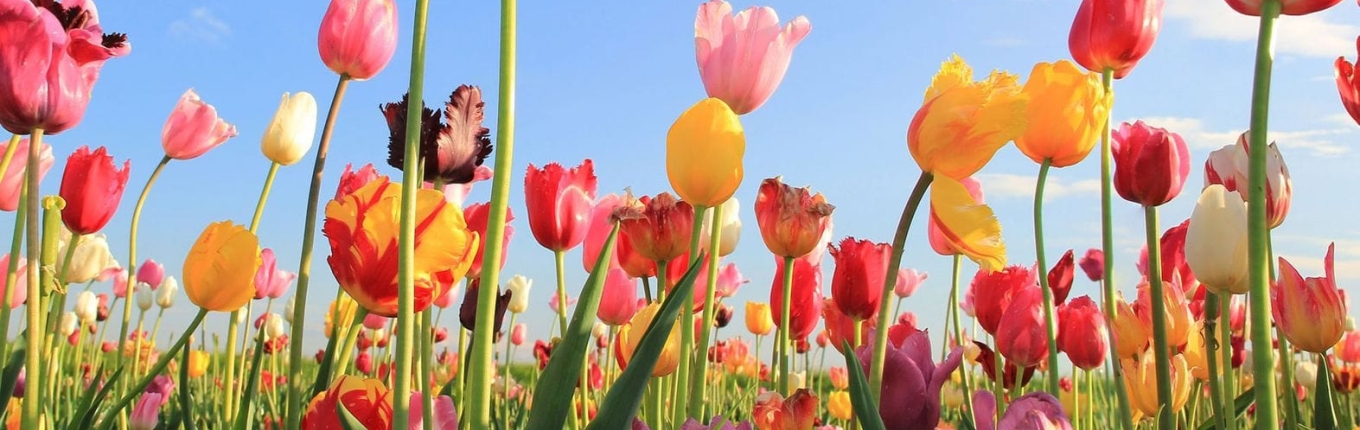 Coloured tulips in bloom with blue sky