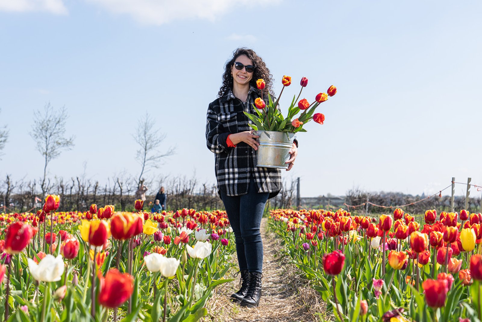 Lady in picking garden with her own picked tulips in bucket at pick-your-own garden Bakkum