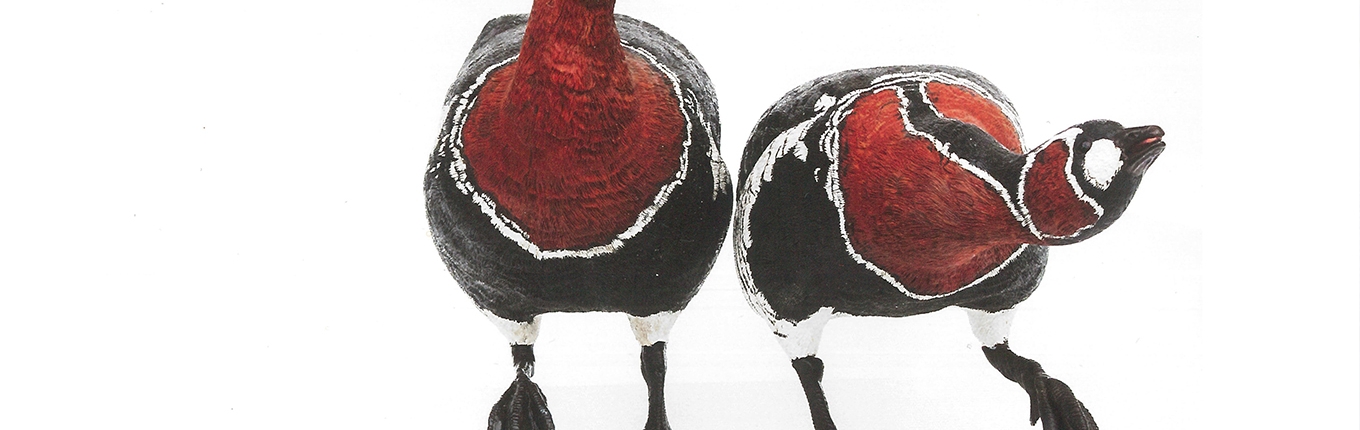 Rothalsgänse, Ausstellungsplakat Rothalsgänse, Ausstellungsplakat