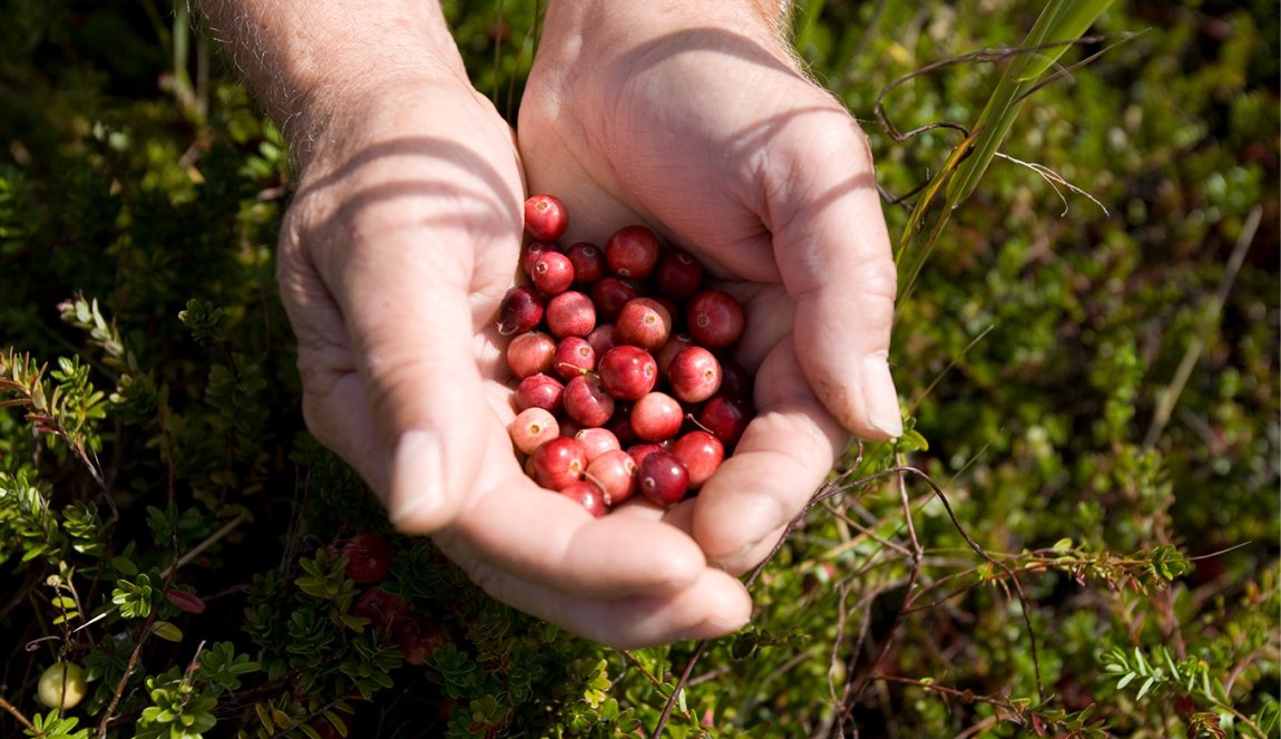Cranberries in the palms of two hands