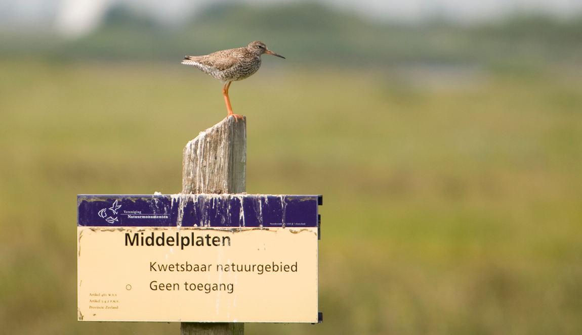 Birds in Zeeland