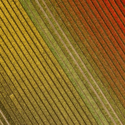 Tulip field Flevoland