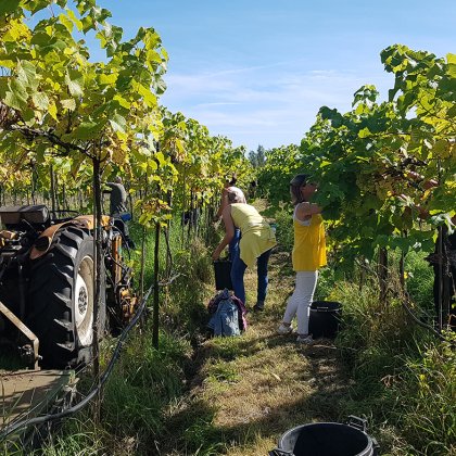 Weinanbau in Noord-Brabant: in Harmonie mit der Natur