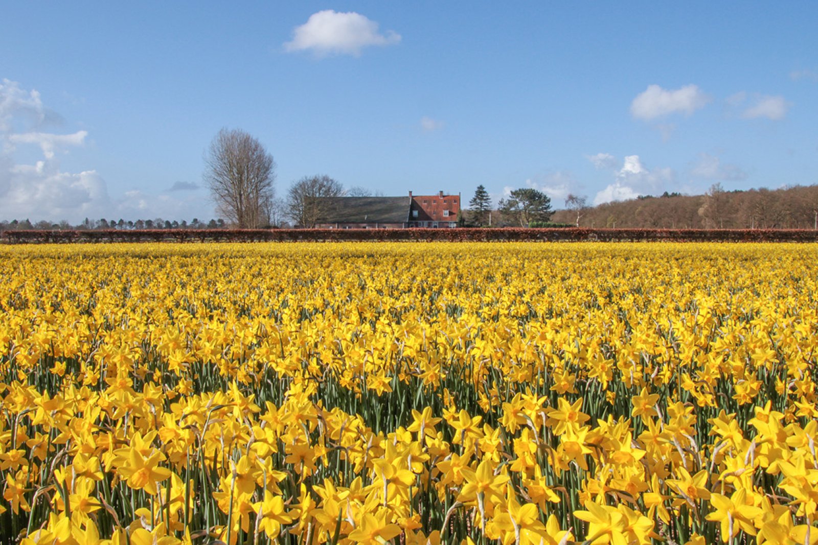 Bulb field next to Keukenhof 