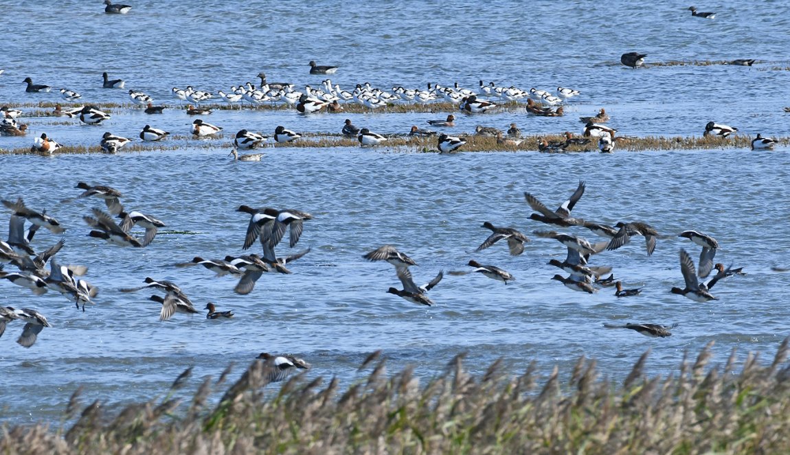Birds in the Mokbaai in National Parc Dunes of Texel