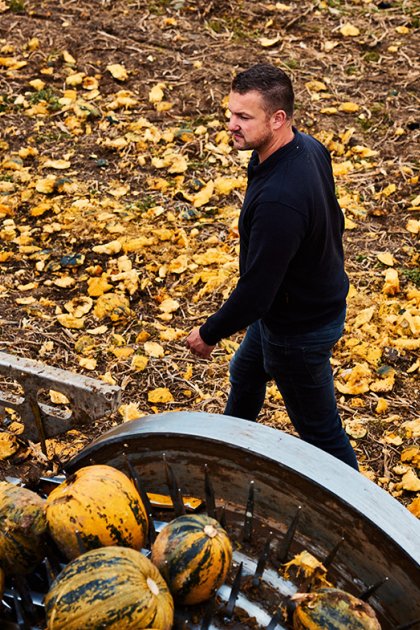 Man walks across pumpkin patch Gelderland
